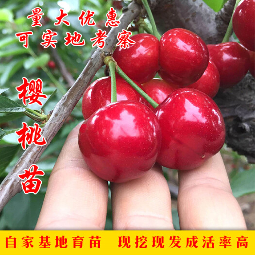 平邑县红灯樱桃苗  大红灯 美早樱桃树苗低价出售，保证嫁接苗基地直销，保成活