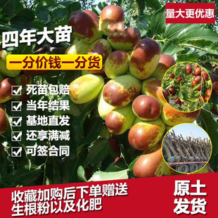 平邑县 梨枣，嫁接冬枣树苗包品种包成活