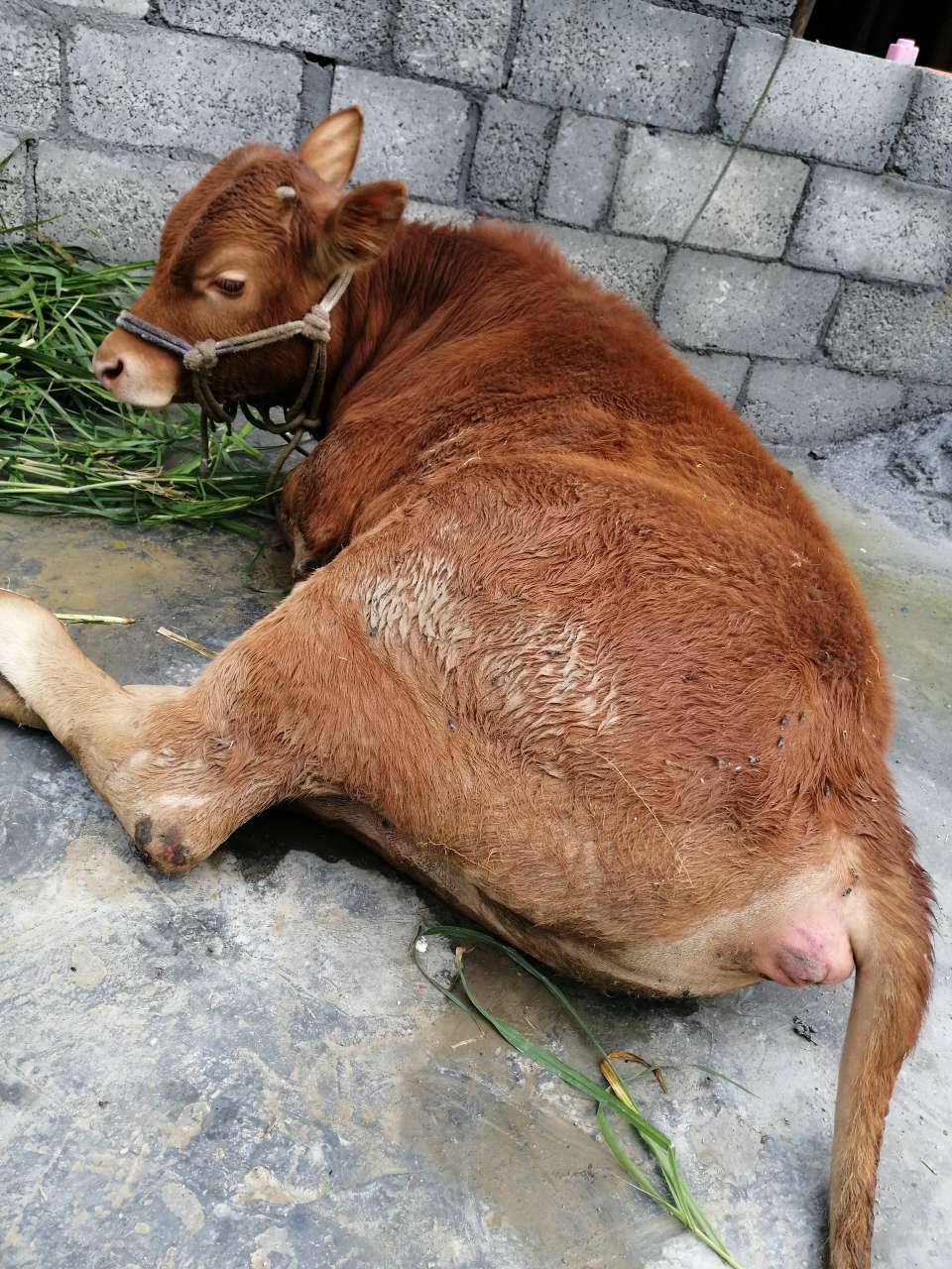 牛有点胀气后肢无力无法站起来肛门周围红肿牛发抖且四蹄有裂痕请问