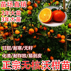 平邑县四季金桔苗 金桔盆栽树苗，带果发货，室内外地栽食用桔子果树