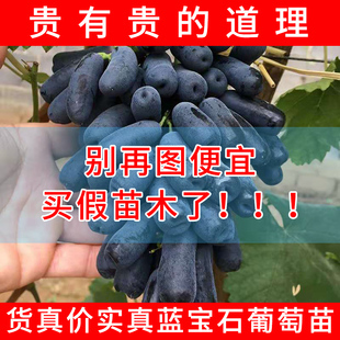 平邑县 蓝宝石葡萄苗，嫁接两年苗，包成活，