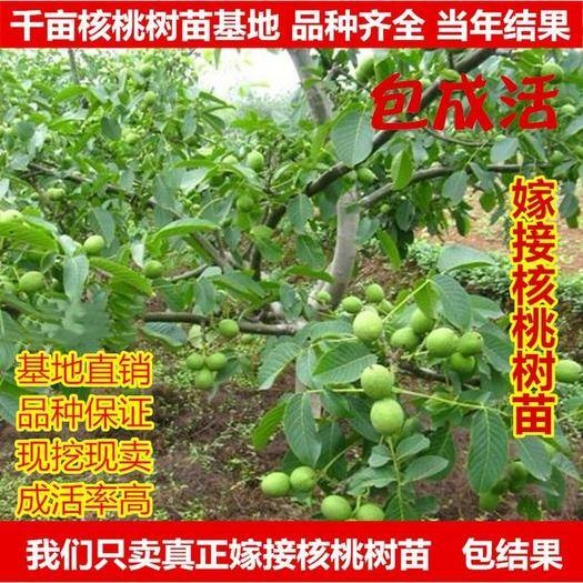 平邑县 核桃苗8518薄皮核桃包成活，死苗免费补发  保质保量