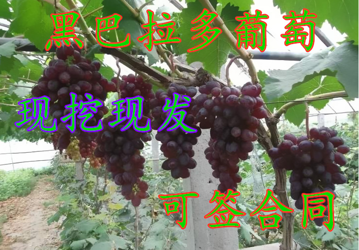 平邑县 嫁接葡萄树苗黑巴拉多葡萄苗黑芭拉蒂葡萄果树苗南方北方种植
