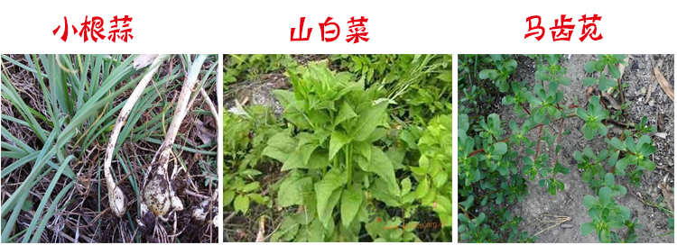 猫爪子菜种子 黑龙江猫爪子苗展枝东北山野菜苗猫爪菜种子南北易活唐松草苗