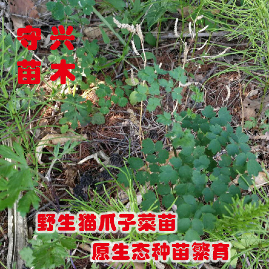 依兰县猫爪子菜种子 黑龙江猫爪子苗展枝东北山野菜苗猫爪菜种子南北易活唐松草苗