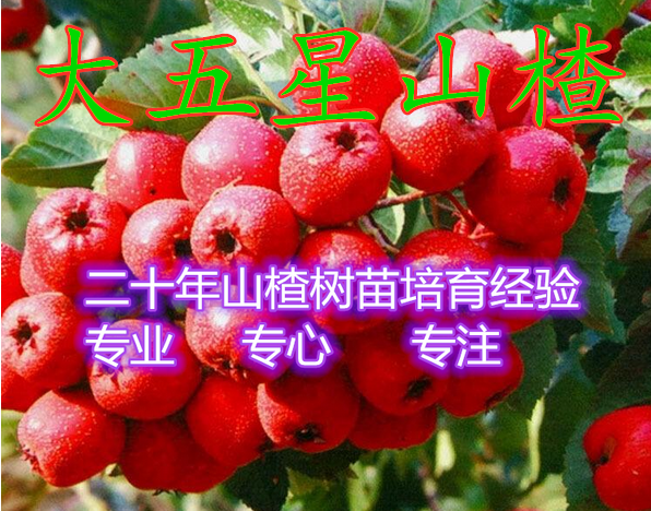 ƽ ɽ޽Ե統ɽ籱Ϸֲ
