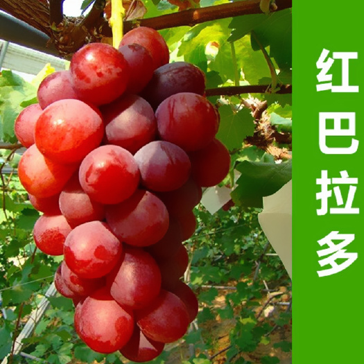 平邑县 果树苗木当年结果红巴拉多葡萄苗无核葡萄树苗提子树苗品种全