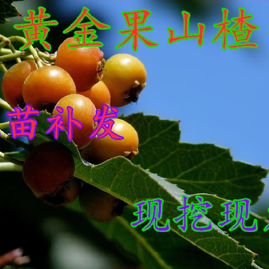 平邑县 山楂新品种黄果山楂苗晚熟特甜山楂树苗奇特山楂树苗南北方种植