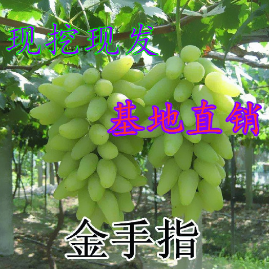 平邑县 金手指无核香葡萄苗产量高果大南方北方种植地栽当年结果