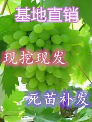 平邑县 新疆吐鲁番青提子树苗 无籽白葡萄白鸡心果树苗无核白鸡心葡萄苗