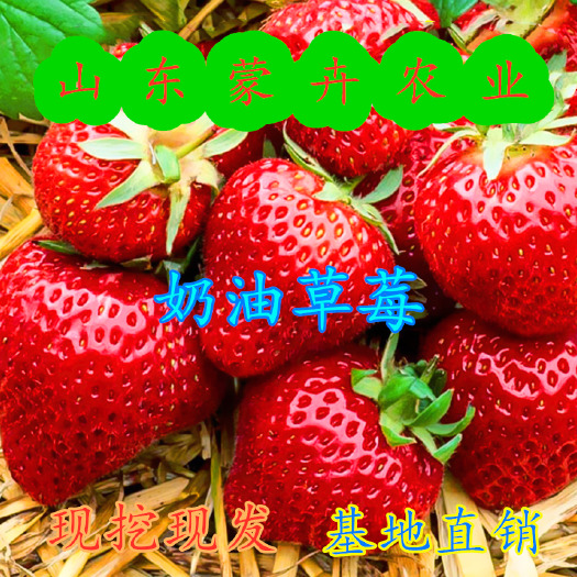 平邑县奶油草莓苗 四季草莓南北方当年结果树苗红奶油草莓种苗