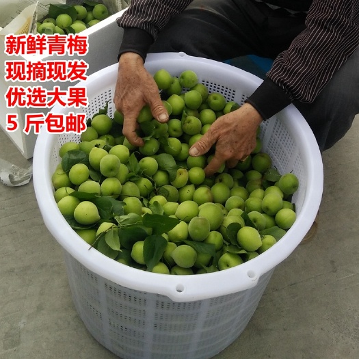 诏安县 新鲜青梅现摘现发5斤装包邮