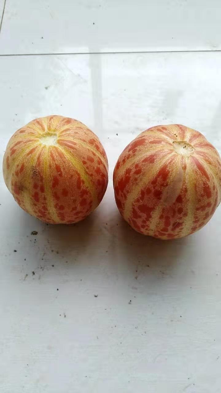 济南花皮球黄瓜种子香水瓜籽水果园四季盆栽蔬菜特色瓜果种子抗病强