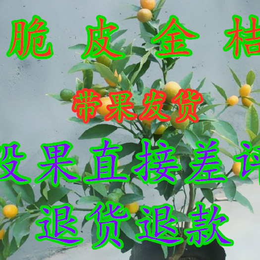平邑县 金桔苗脆皮金桔盆栽  带果发货 无果直接退款