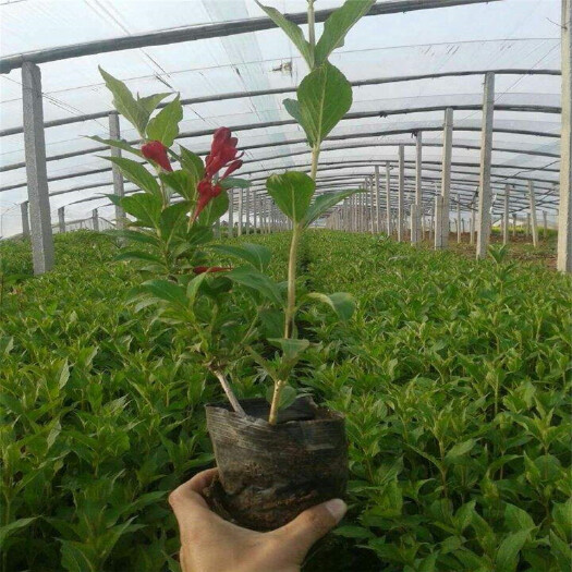 青州市 低价供应绿化苗木红王子锦带 工程绿化苗木 各种规格齐全