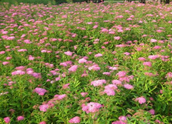  繡線菊/河南繡線菊/金山繡線菊