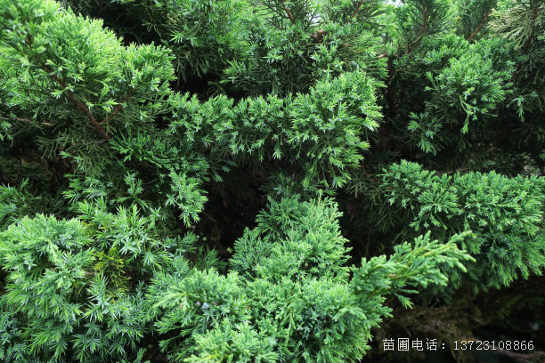 潢川县 铺地柏_潢川铺地柏