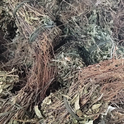 云县龙胆全草中批发药材龙胆草全株把草大货南龙胆批发龙胆草种植基