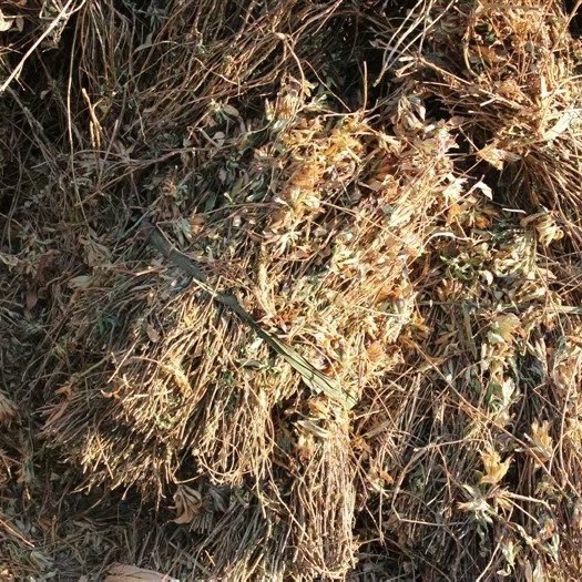 云县龙胆草苗批发中药材龙胆草树杆大货南龙胆批发龙胆草种植基地