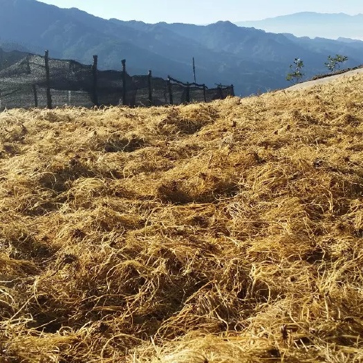 云县滇龙胆草选货产地直供