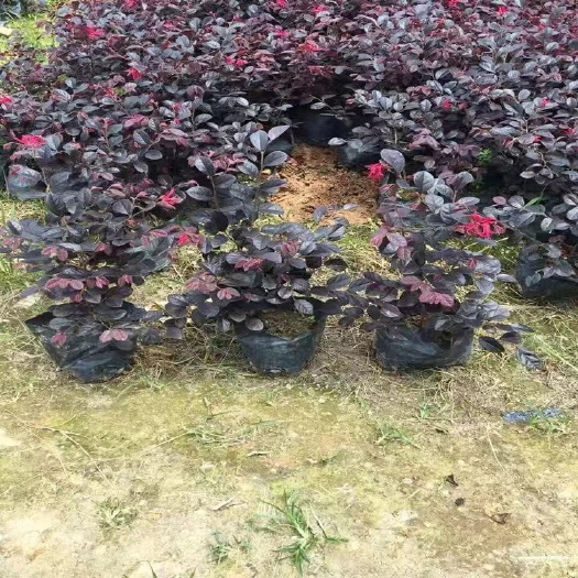 漳浦县 供应红花继木 红花继木球 市政园林绿化植物
