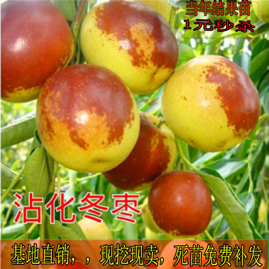 平邑县 盆栽地栽嫁接沾化冬枣特大脆枣当年结果枣树苗