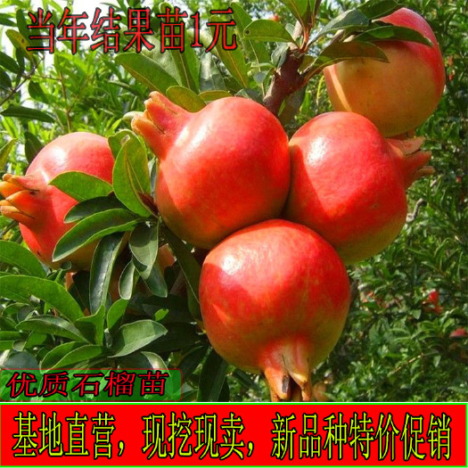 平邑县 石榴树苗盆栽地栽南北方种植特大当年结果苗