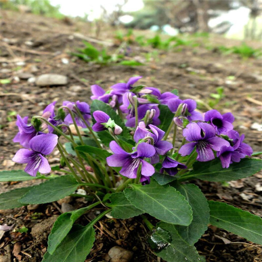 青州市紫花地丁苗 紫花地丁小苗 紫花地丁种子批发 宿根紫花地丁繁育基地