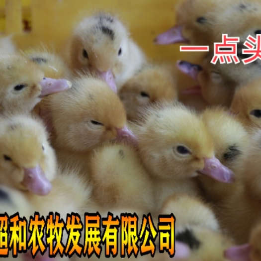昆明 半番一点黑螺鸭苗 包邮到家 疫苗包打 品质保证