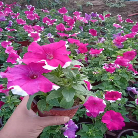 青州市 青州花卉市场批发多色矮牵牛喇叭花 垂钓牵牛花苗花卉