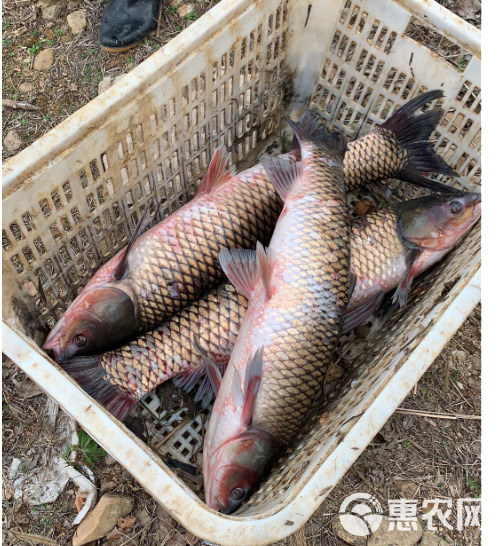  8-10斤大草鱼-山区大型无污染水库-纯生态养殖