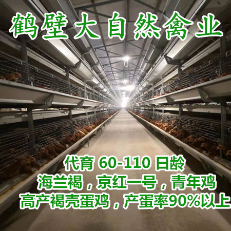 青年鸡批发  青年鸡养殖  青年鸡厂家