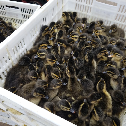 昆明麻鸭苗 大种麻鸭 包邮到家 疫苗包打 品质保证