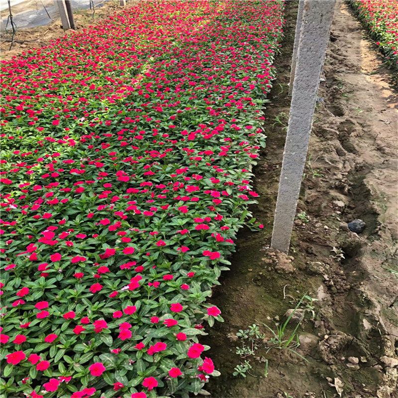  长春花种植基地 天天开批发 天天开盆栽苗供应商