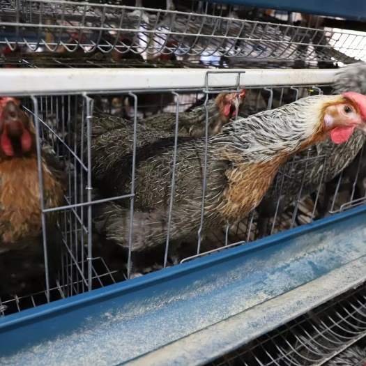 昆明白羽肉鸡苗 云南白鸡土鸡 包邮到家 疫苗包打 品质保证