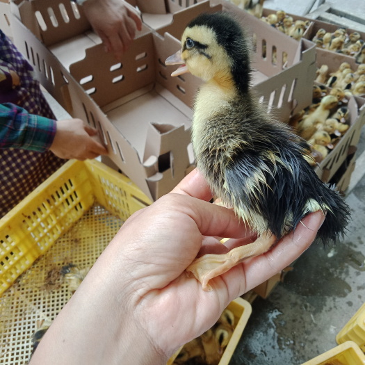 昆明 鸭苗杂交鸭苗 包邮到家 疫苗包打 品质保证