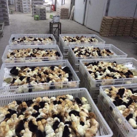 昆明 麻羽高产绿壳蛋鸡苗 包邮到家 疫苗包打 品质保证