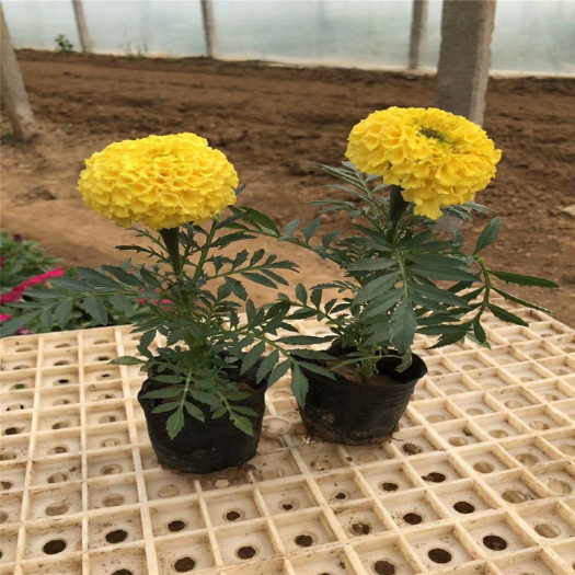 青州市万寿菊苗 万寿菊四季草花基地 优质万寿菊便宜万寿菊盆栽苗种子