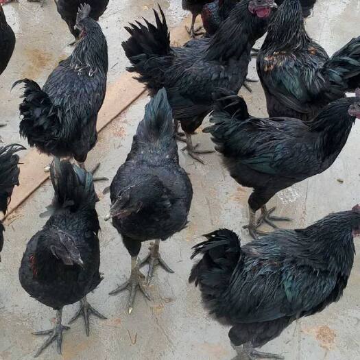 昆明 五黑绿壳蛋鸡苗 质量保证 成活率高