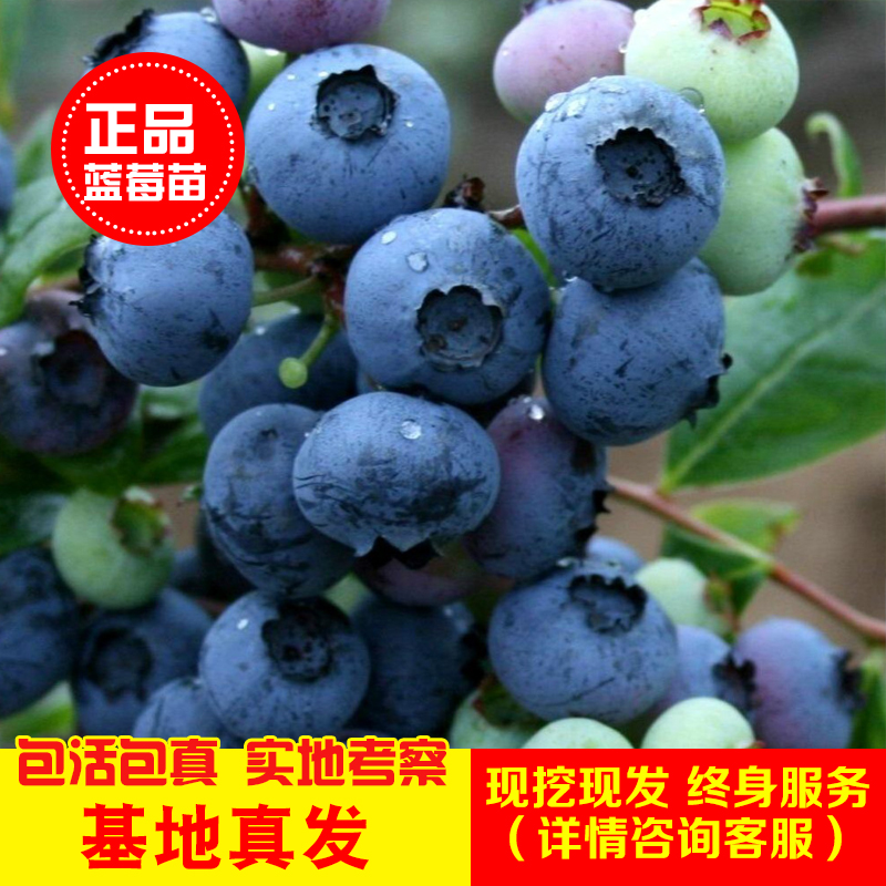  正品蓝丰蓝莓苗（北方适宜）当年结果