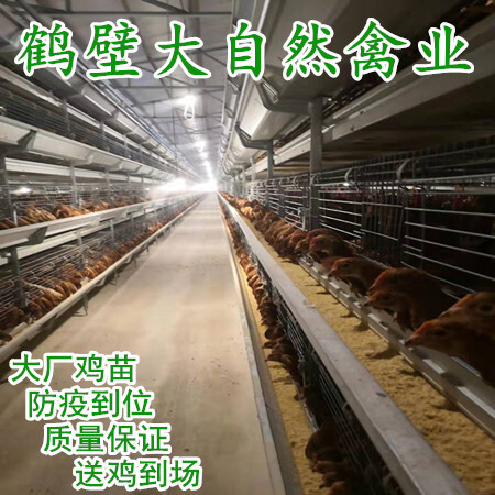 鹤壁60天京红青年鸡  褐壳蛋鸡 产蛋量高