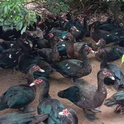 昆明番鸭苗  黑番鸭公苗 品种纯正 包邮到家