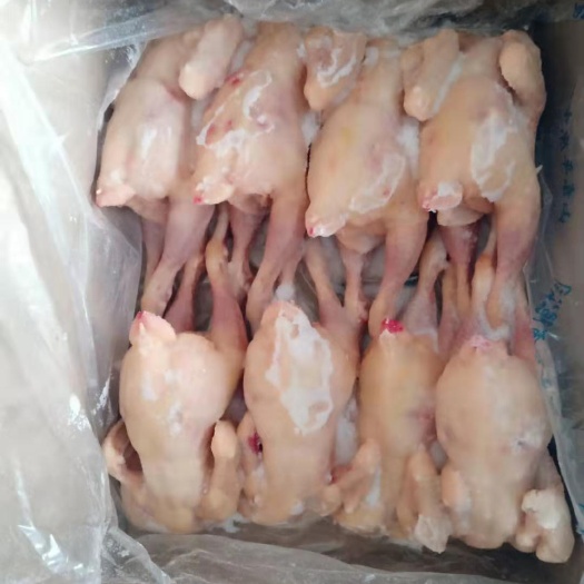 莘县大量供应白条鸡  三黄鸡，纯干无水质量稳定