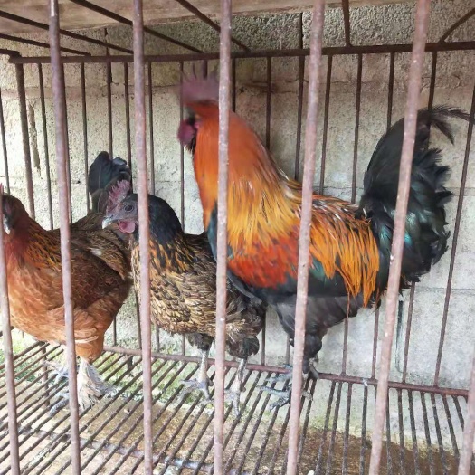 昆明云南土鸡苗 疫苗包打 品种正宗