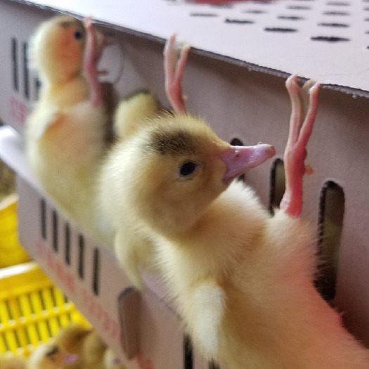 昆明白番鸭苗  疫苗包打