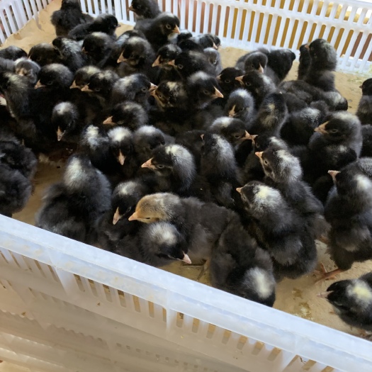 昆明 黑芦花鸡苗 质量保证 技术指导