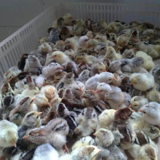 昆明 彩凤鸡苗 质量可靠 疫苗已打  全国可送