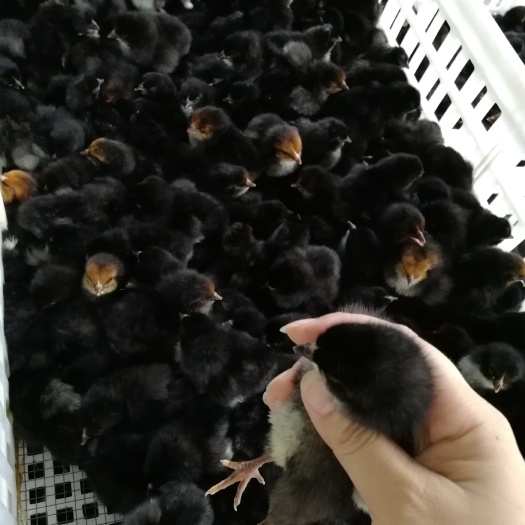 昆明 良凤花鸡苗全国发货，产家直销，成活率高，技术指导，包打疫苗