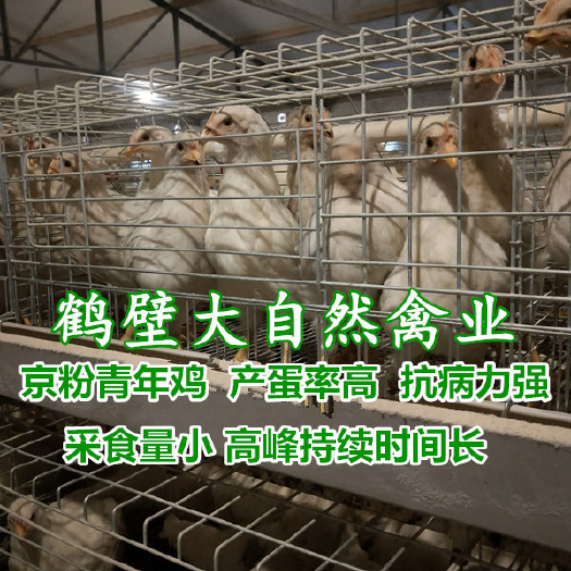 京粉青年鸡 京粉一号育成鸡 京粉蛋鸡苗 抗病力强 产