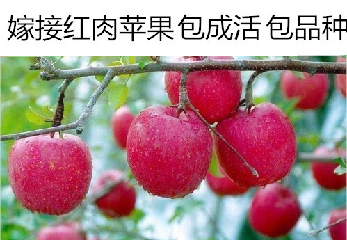 平邑县红肉苹果树苗 包成活  假一赔十 基地直销 现挖现卖   品种优质
